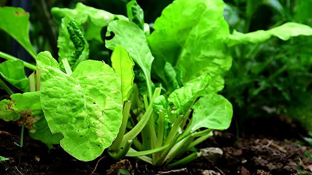 Fresh swiss chard in a garden in German