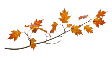 Autumn Maple Leaves on Branch.