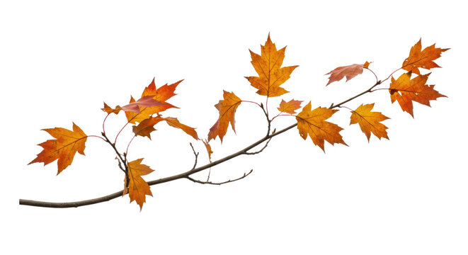 Autumn Maple Leaves on Branch.