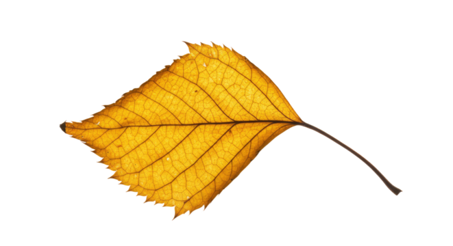Autumnal Yellow Leaf Isolated on White 1.