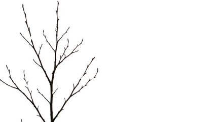 Obraz premium Bare Branches of a Winter Tree Isolated.