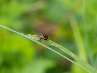 植物に止まるマメコガネ