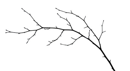 Bare Tree Branch Silhouette on White.