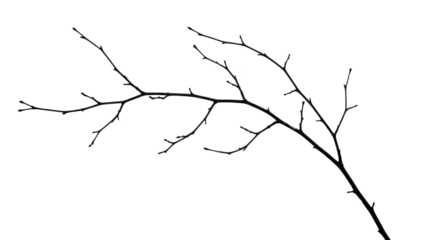 Bare Tree Branch Silhouette on White.