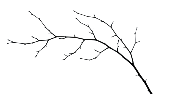 Bare Tree Branch Silhouette on White.