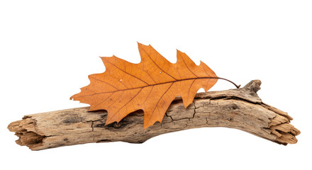 Naklejka premium Dried Oak Leaf on Weathered Driftwood.