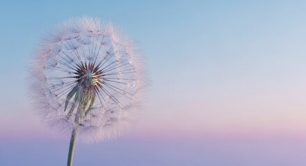 Naklejka premium A delicate dandelion seed head glows against a soft blue sky