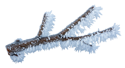 Frost Covered Branch Against White 2.