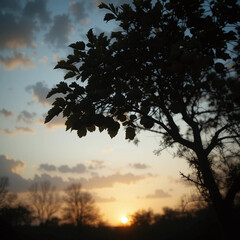  High-resolution fig tree silhouette against sunset sky, with fruits barely visible among the dense leaves. Atmospheric tones and soft shadows add to the visual depth.