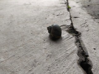 the dead snail on the ground