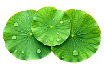 Three overlapping lotus leaves covered in freshwater droplets isolated with transparent background