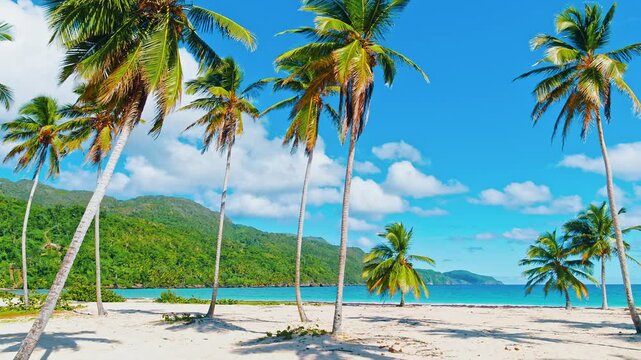 Dominican tropical landscape wild palm beach rincon mountains background. Travel and vacation. Caribbean beach and seascape. Palm forest on the shore of blue sea and beautiful beach.