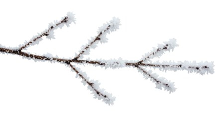 Frosty Winter Branch Isolated on White 3.