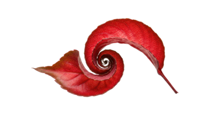 Red Autumn Leaf Spiral on White.