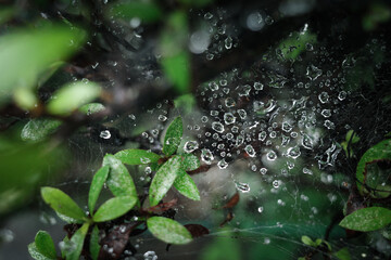Close up clear raindrops on spiderweb among green plants 