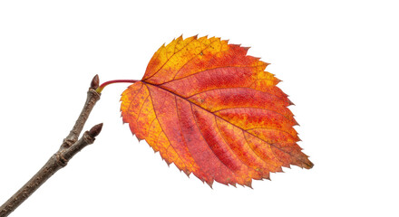 Obraz premium Single Autumn Leaf on Branch Isolated.