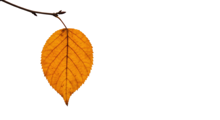 Single Autumn Leaf on Branch Isolated 2.
