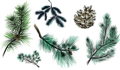 Collection of hand drawn pine branches and cones in sketch style © TanyaArt
