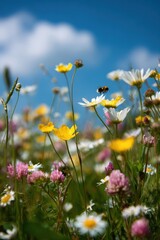 Colorful wildflowers in a meadow under a partly cloudy sky.