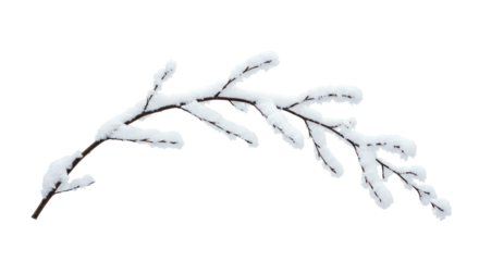Snow Covered Branch Isolated on White.