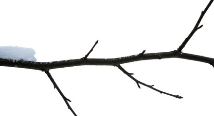 Snowy Tree Branch in Winter 1.