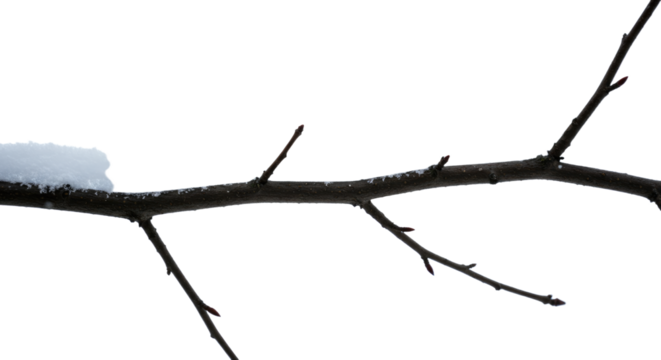 Snowy Tree Branch in Winter 1. - Powered by Adobe