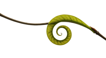 Spiral Leaf Bud on Branch.