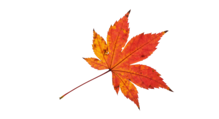 Vibrant Autumnal Maple Leaf Closeup.