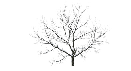 Obraz premium Winter Tree Silhouette Against White.