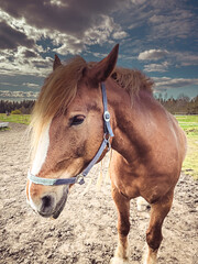 Beautiful big and tamed brown horse walking around at big field at small farm at cloudy afternoon