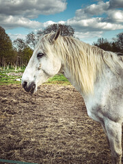 Close up photo of a beautiful white horse in the zoo of Margaret island, Budapest - Hungary.