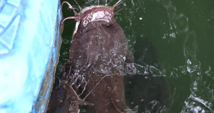 Slow Motion Footage big Catfish on lake