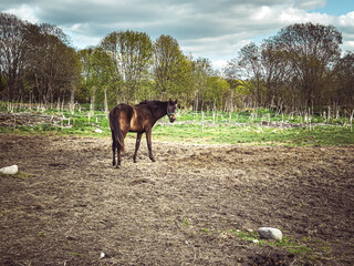 a group of horses in a grassy field. The field is filled with tall, dry grass, and the background features rolling green hills under a cloudy sky.