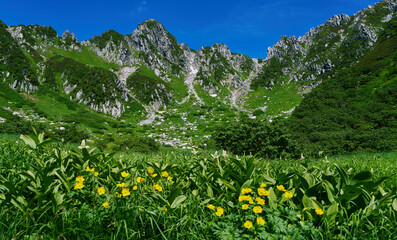 Fototapeta premium Alpine Buttercups and Peaks – Summer View from Senjojiki Cirque