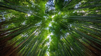 Lush green bamboo forest viewed from below, reaching towards the sky.