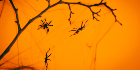 Orange Halloween background with branch and spiders. Creepy Halloween design. Banner.