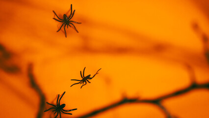 Halloween concept. Top view creepy orange Halloween background with spiders and tree branches and deep shadow. Banner