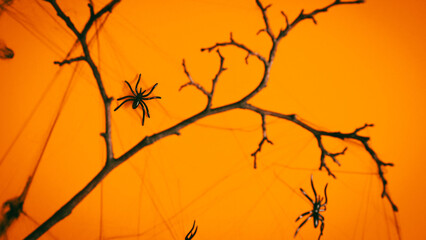Halloween background with spider web and spiders on tree branch on orange background, top view. Halloween card.