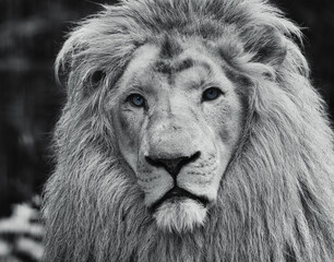 portrait of a male lion