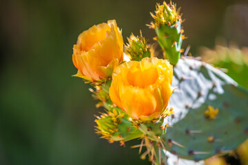 A flowering cactus in Tucson, Arizona