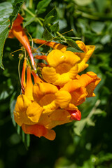 A flowering plants in Tucson, Arizona