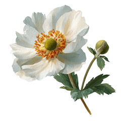 Delicate white flower with bud