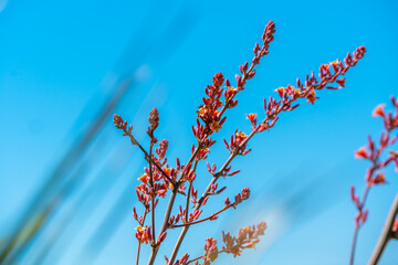 A flowering plants in Tucson, Arizona