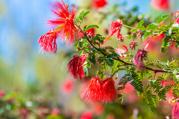 A flowering plants in Tucson, Arizona