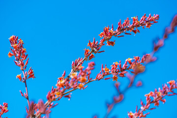 A flowering plants in Tucson, Arizona