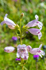 A flowering plants in Tucson, Arizona