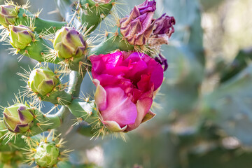 A flowering plants in Tucson, Arizona