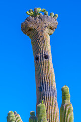 A long slender Saguaro Cactus in Tucson, Arizona