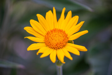 A False Sunflower in Tucson, Arizona