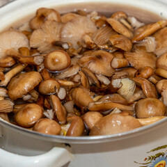 Delicious honey mushrooms in a ceramic plate . Honey fungus (Armillaria mellea) mushrooms in the bowl. Selective focus. Shallow depth of field.Mushrooms in a saucepan.